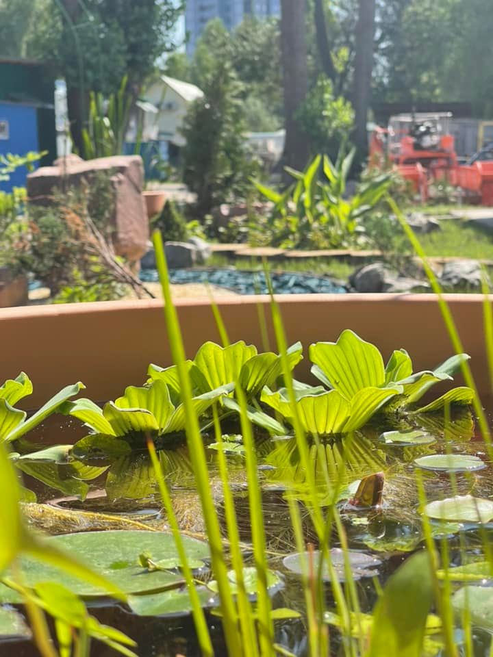 У Києві починають облаштовувати "водні сади" | Журнал великого міста