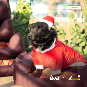 Тепло і затишок на Різдво – EVA та Happy Paw зібрали понад 2,5 млн грн для безхатніх тварин