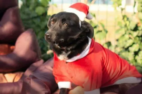 Тепло і затишок на Різдво &ndash; EVA та Happy Paw зібрали понад 2,5 млн грн для безхатніх тварин