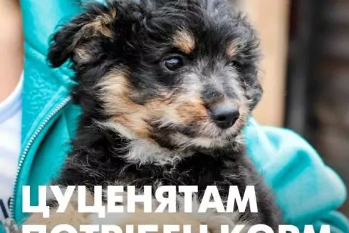 Приют для бездомных животных &laquo;Сириус&raquo; сообщил о долге и просит о помощи