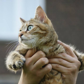 В Нью-Йорке на законодательном уровне запретят удалять когти котам