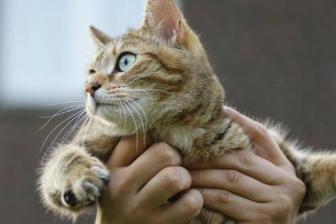 У Нью-Йорку на законодавчому рівні заборонять видаляти кігті котам