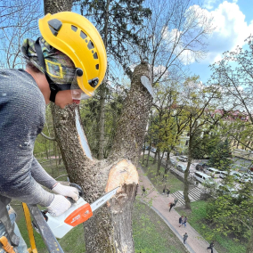 Як зупинити комунальників, які спилюють здорові дерева – поради арбориста