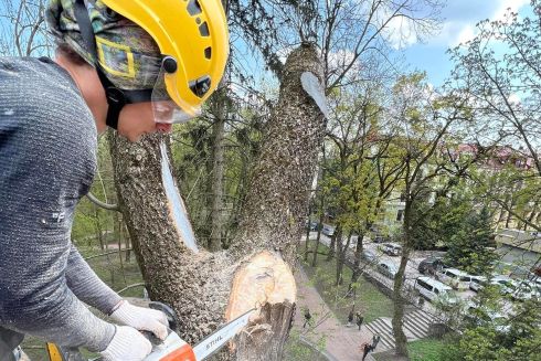 Як зупинити комунальників, які спилюють здорові дерева &ndash; поради арбориста