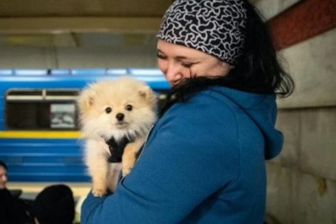 Транспортна комісія Київради підтримала петицію про дозвіл перевезення собак у метро