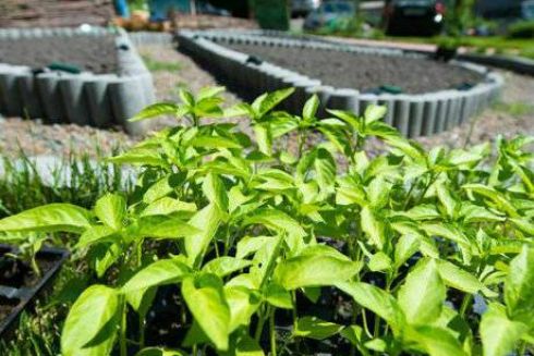 Сеять разумно: советы начинающим огородникам