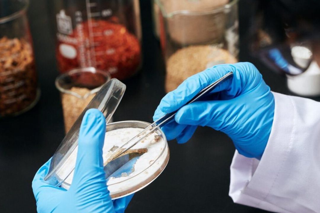 Український стартап створює шкіряні вибори з міцелію грибів