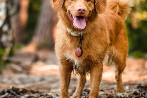 В Куренівському парку облаштують майданчик для вигулу собак