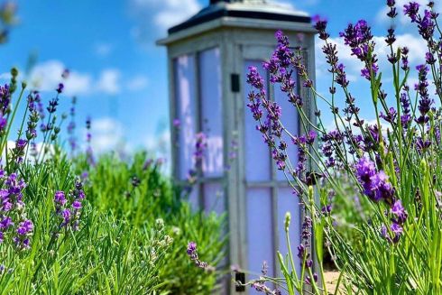 Фестиваль на диване и «смехолавандотерапия»: что делать в Киеве 11-12 июля