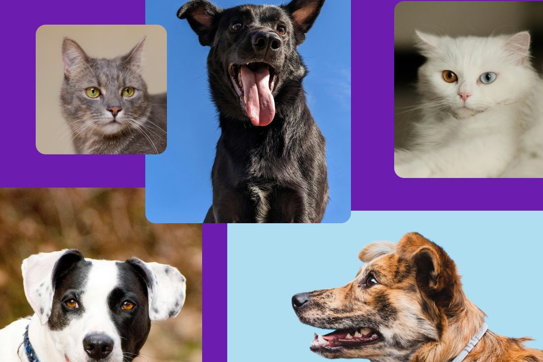 Як взяти тварину з притулку: покрокова інструкція для майбутніх петперентів