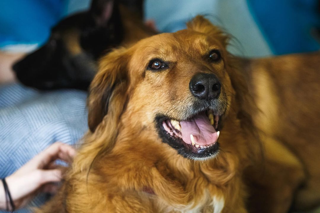 Собаки-реабілітологи: Як працює Центр каністерапії в Києві