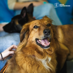 Собаки-реабилитологи: Как работает Центр канистотерапии в Киеве