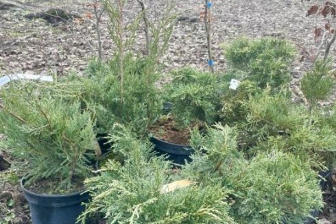 Киянин подарував місту саджанці, які висадили в сквері на Подолі