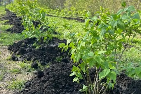 У Протасовому Яру створили Алею пам&rsquo;яті: фото