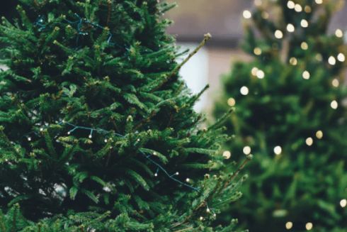 У Києві відкриють пункти прийому новорічних ялинок