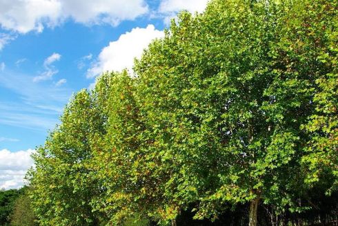 Каштани на Хрещатику замінять платанами