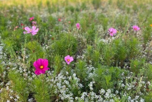 У Києві продовжать експеримент із декоративними луками і відмовою від косіння трави