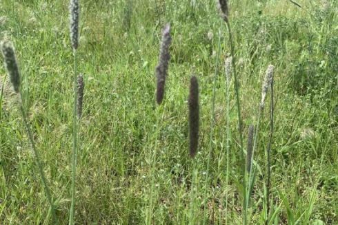 Кияни закликають не скошувати газони на прибудинкових територіях — петиція