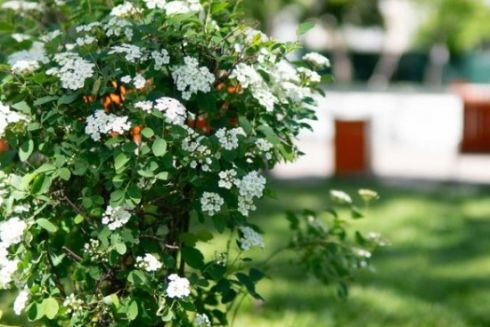 Гіпоалергенні тополі, дощові сади і “живі огорожі”: як озеленюватимуть Київ у 2025 році