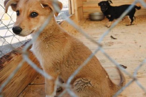 В Україні запустили проєкт з порятунку тварин у зимові місяці