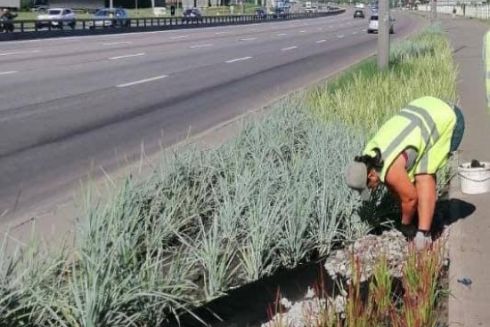 Уздовж проспекту Бажана висадили багаторічні трави для захисту від шуму й пилу з дороги