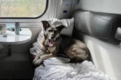 “Укрзалізниця” впроваджує більш сучасні правила перевезення тварин: що зміниться