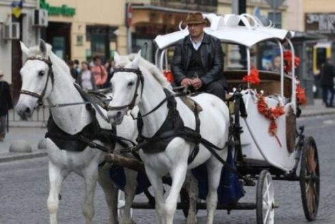 У Львові заборонили використовувати коней і поні в центральній частині міста