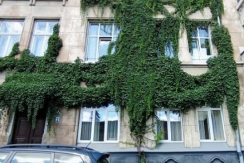 У Львові створюють реєстр витких рослин для їхнього збереження: як долучитися