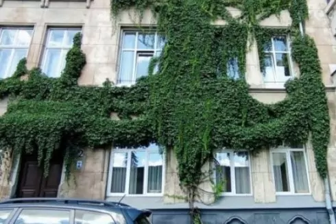 У Львові створюють реєстр витких рослин для їхнього збереження: як долучитися