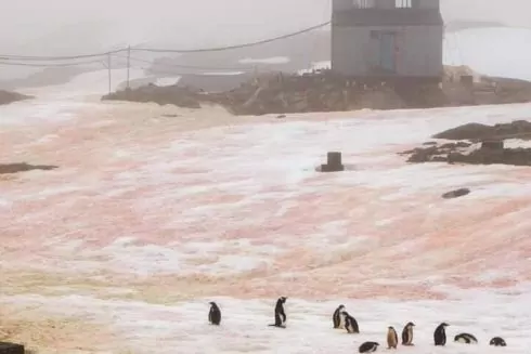 Сніг біля станції &laquo;Академік Вернадський&raquo; став кольоровим: фото