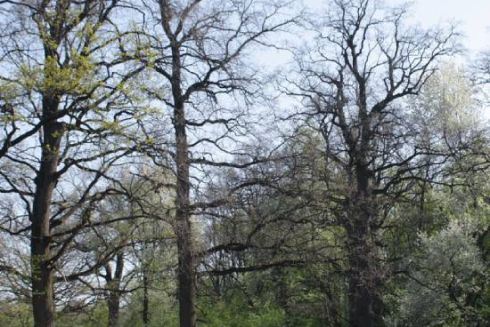 Ділянку урочища &ldquo;Теремки&rdquo; арештував Північний апеляційний господарський суд: її хотіли забудувати