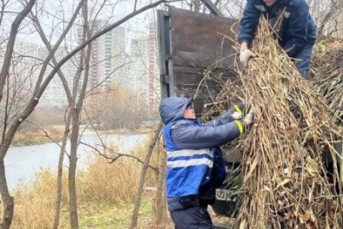 Озеро Жандарка на Позняках розчистили від гілля: фото