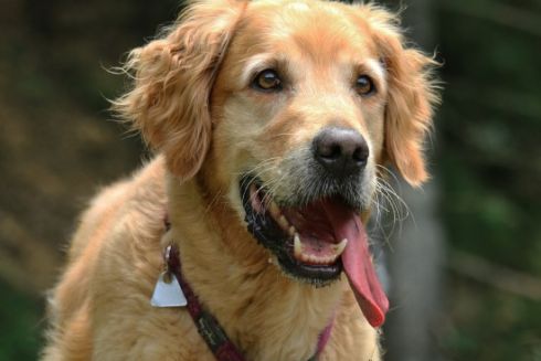 Українські розробники запустили соцмережу для власників собак: які функції там є