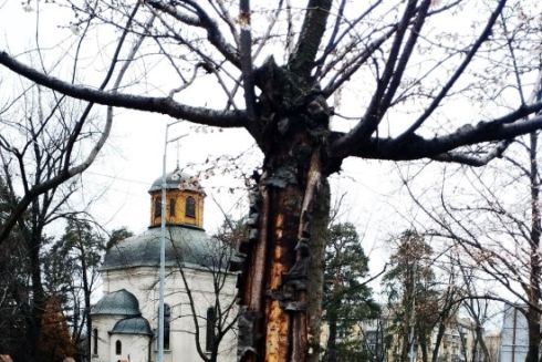 У Дніпровському районі масово гинуть сакури: “Київзеленбуд” пояснив причину