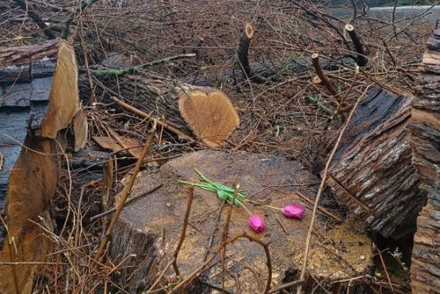 На Подолі спиляли 72-річну шовковицю. Її нібито визнали аварійною