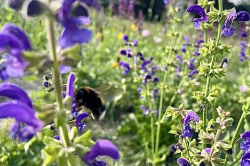 На Подолі висадили декоративні луки замість газонів: фото