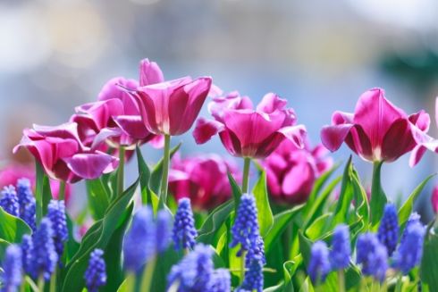 У Києві розквітли перші тюльпани: де їх можна побачити