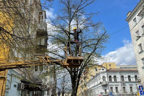 Кияни запустили ініціативу з порятунку лип на Подолі. Як долучитися та допомогти