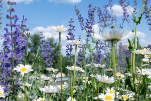 На Столичному шосе висадили злаки й декоративні луки