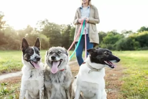 У Києві з&rsquo;явилася інтерактивна мапа майданчиків для вигулу собак