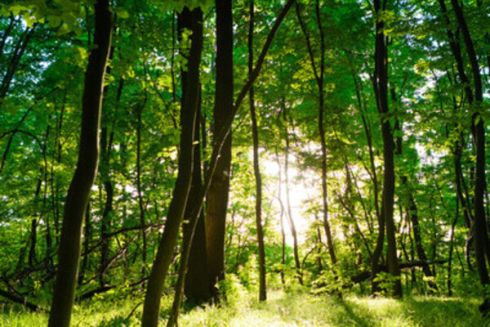 Суд повернув державі 6 земельних ділянок Біличанського лісу