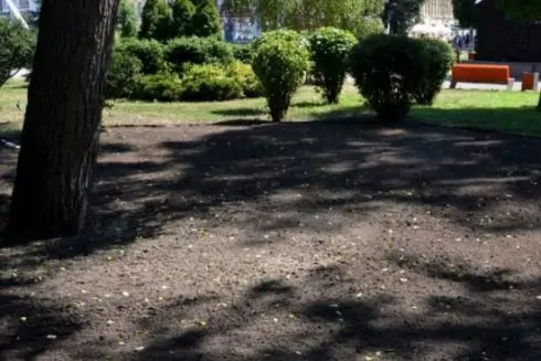 Сквер на Контрактовой площади засеяли луговыми травами и цветами