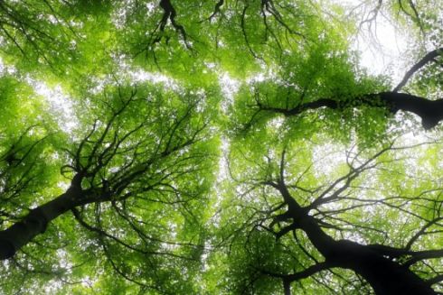 Частину Броварського лісу в Києві визнали ландшафтним заказником