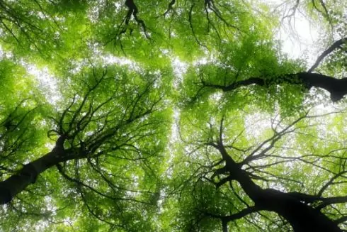 Частину Броварського лісу в Києві визнали ландшафтним заказником