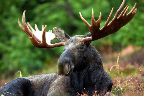 Суд запретил исключать лося из Красной книги Украины