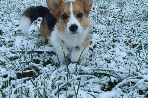 Фото: У Києві випав перший сніг