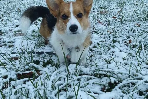 Фото: У Києві випав перший сніг