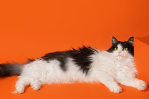 Забери кота з притулку на новосілля: &laquo;ЛУН&raquo; і &laquo;Хочукота&raquo; запустили соціальну ініціативу