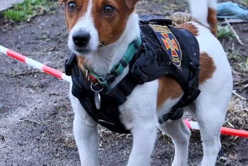 Пес Патрон получил специальную награду на Каннском кинофестивале