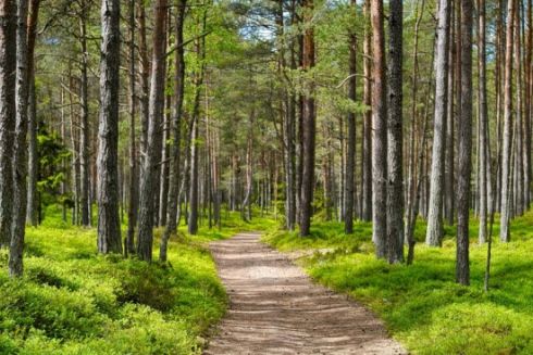 На Оболоні на місці демонтованих МАФів облаштують «маршрут здоров’я»